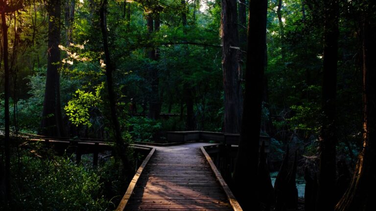 Shaded wooden deck boards in a forest.