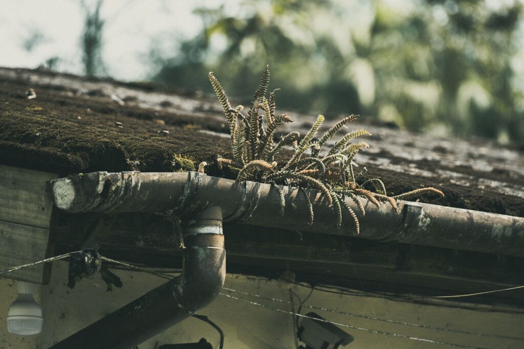 Ferns growing from a neglected gutter and moss-covered roof, a sign gutters are overdue for cleaning.