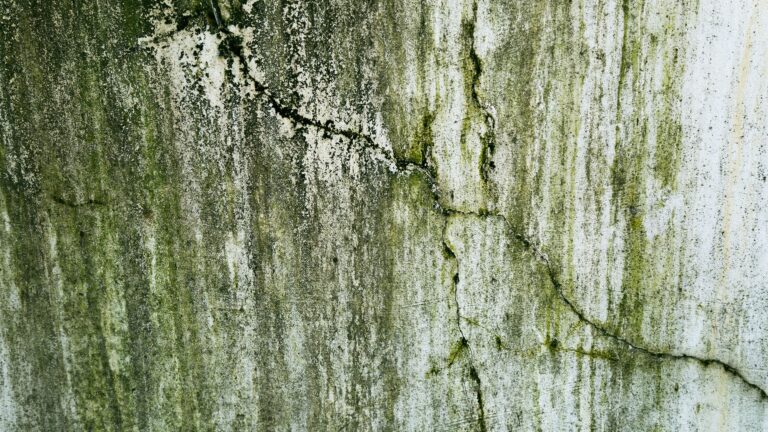 How to Clean Green Algae From Vinyl Siding Without Damage Close-up of green algae film growing on a weathered house exterior wall