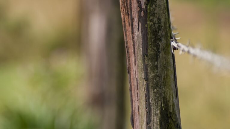 Close-up of a weathered wooden fence post with green staining from algae growth on one side