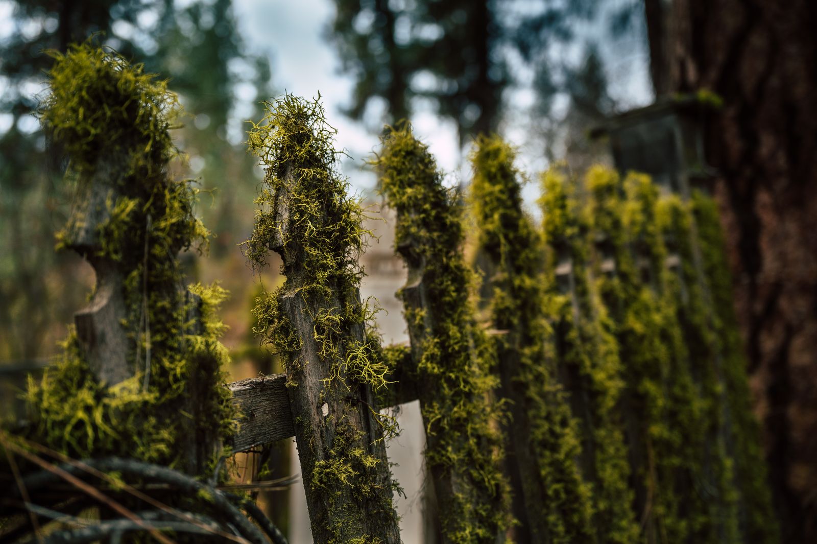 Wooden fence pickets heavily covered in green moss and lichen growth