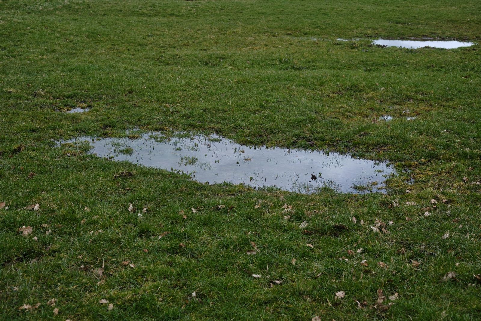 Standing rain puddles in a grassy area after rain