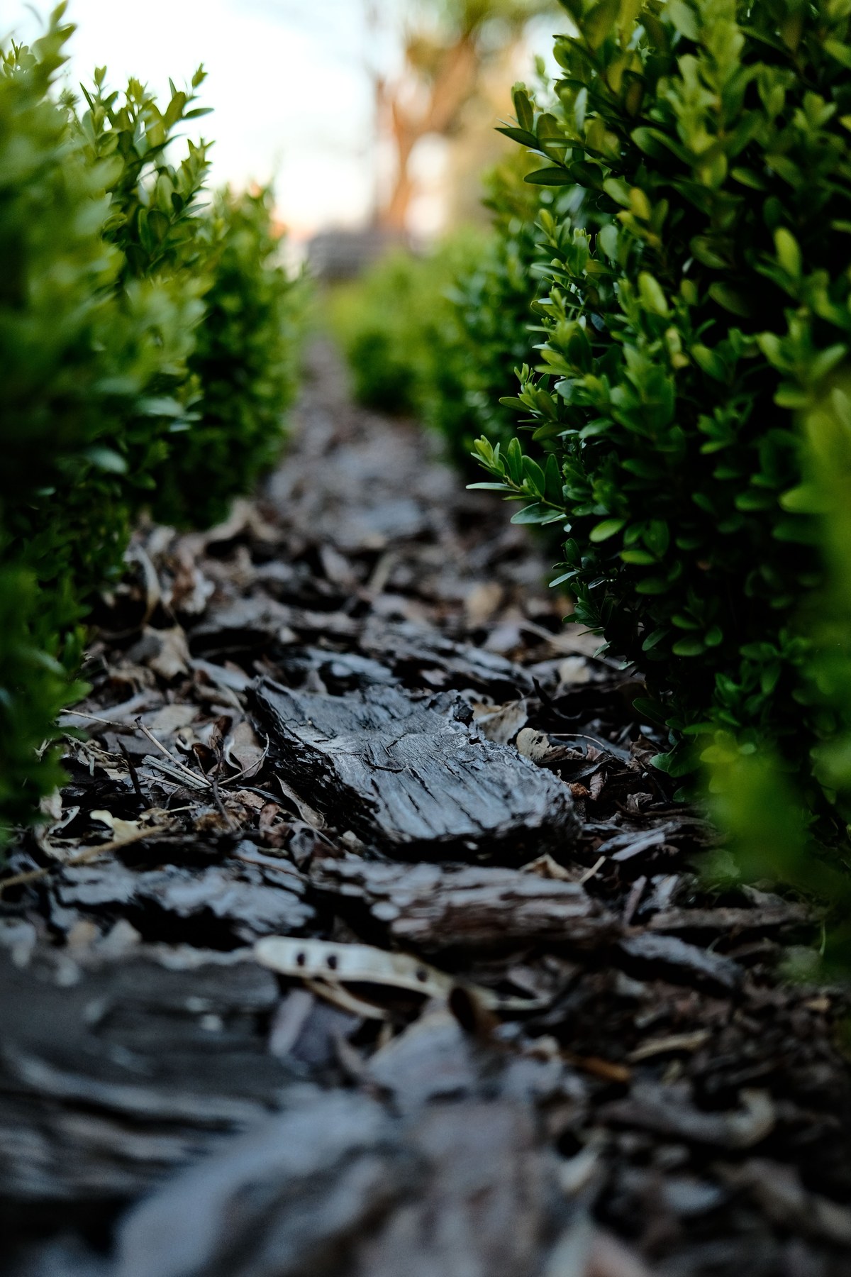 Close-up of bark mulch pieces spread between green boxwood plants in a garden bed.