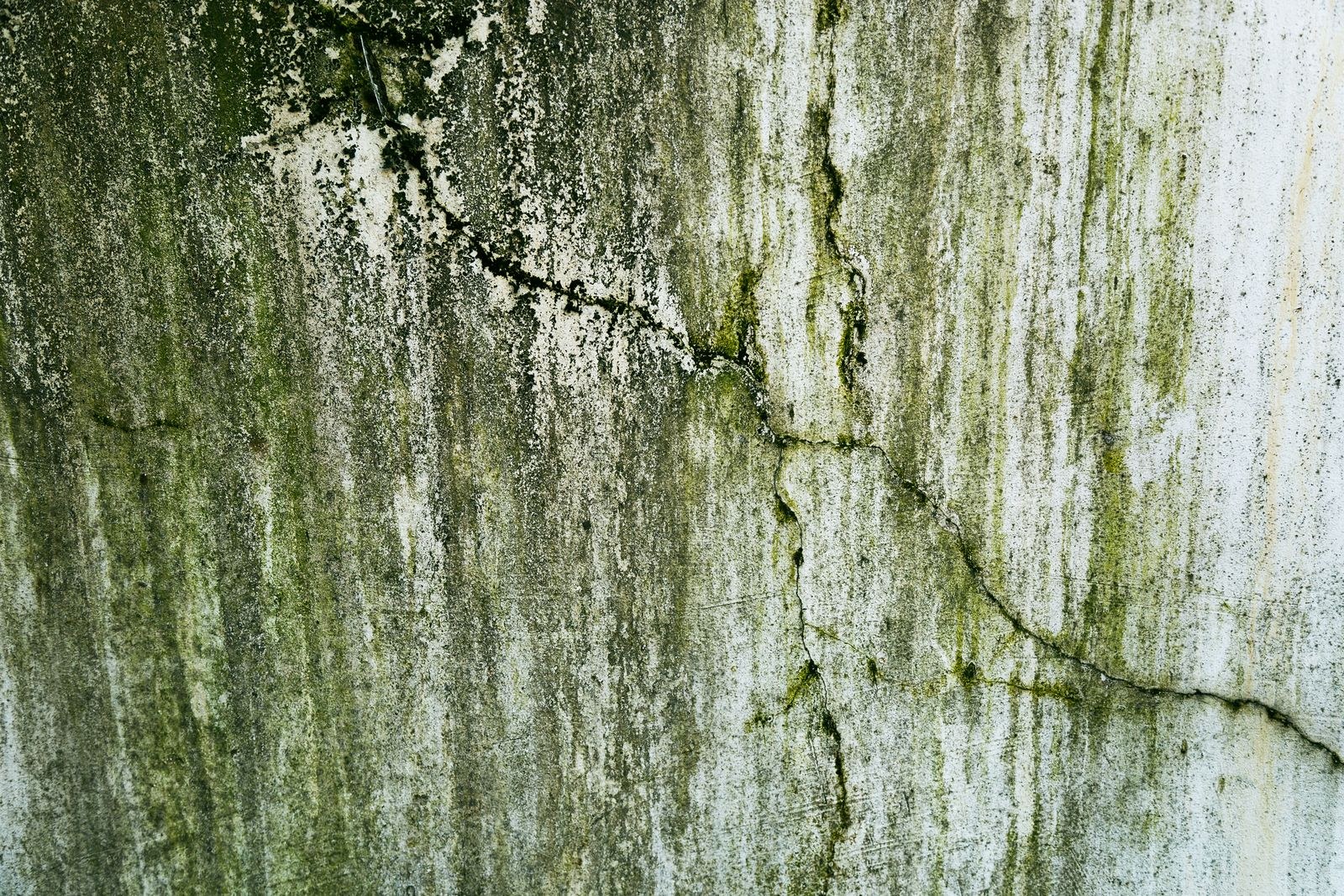 Close-up of green algae growth on a weathered exterior wall